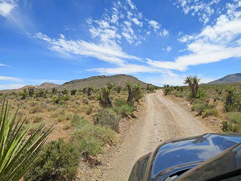 Lone Grapevine Road