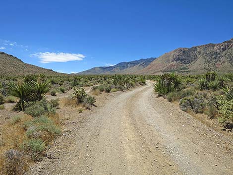 Lone Grapevine Road