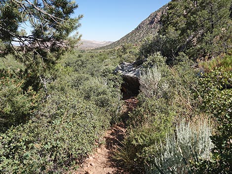 SMYC Trail