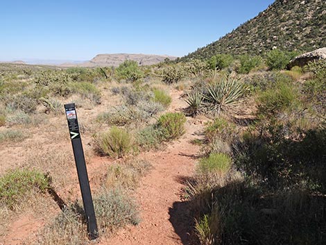 SMYC Trail