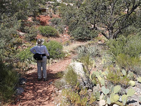 SMYC Trail