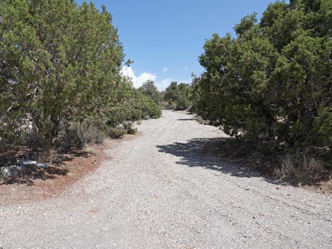 Mountain Springs Trailhead