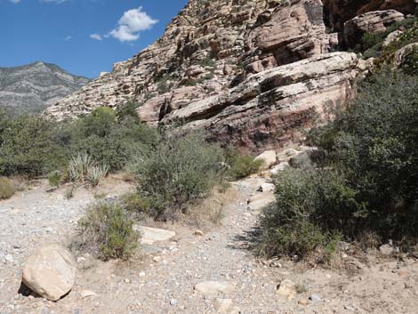 Willow Springs Loop Trail