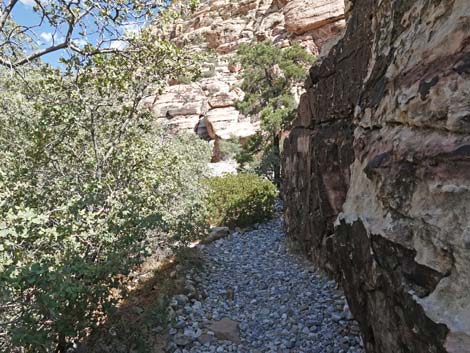 Willow Springs Loop Trail