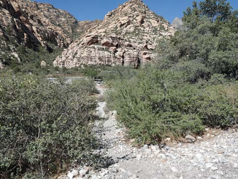 Willow Springs Loop Trail