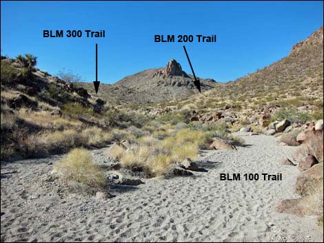 BLM 100 Trail