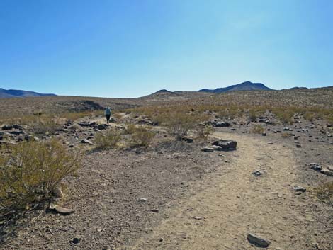 Petroglyph Canyon Trail