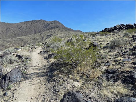 BLM 404 Trail