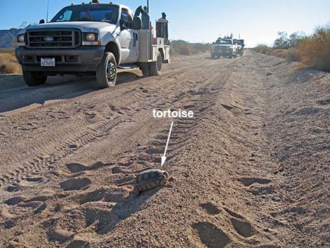 desert tortoise