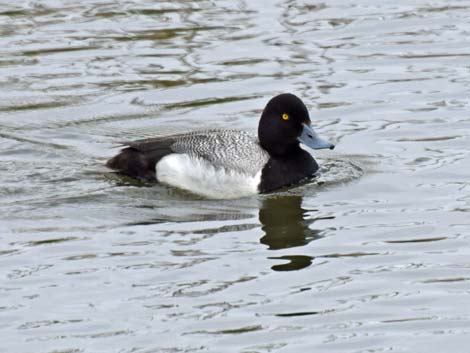 Alaska Birding