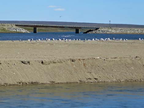 Nome birding