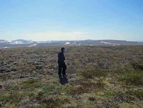 Nome birding