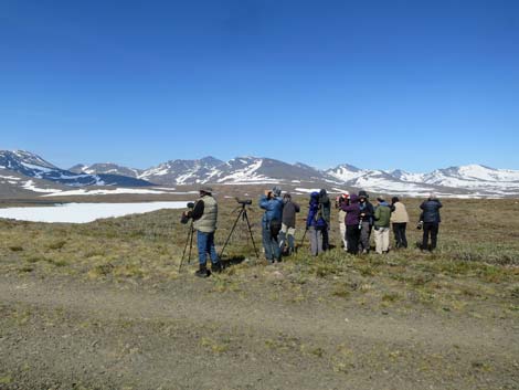 Nome Birding