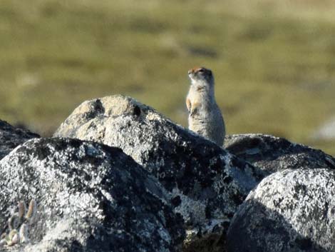 Nome birding