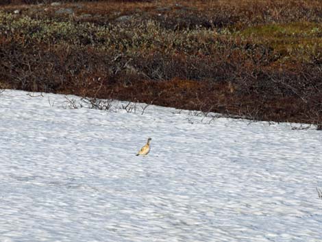 Nome birding