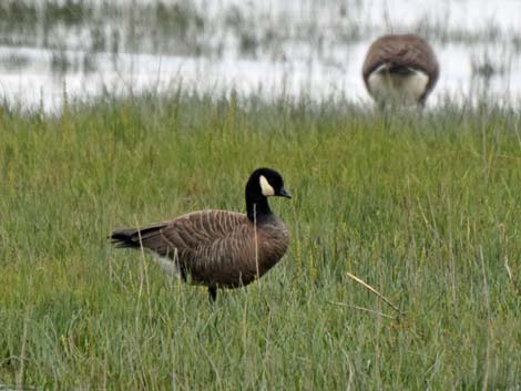 Denali birding