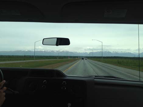 Denali birding