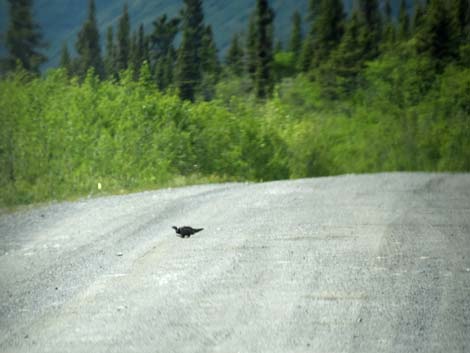 Denali birding