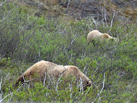 Denali birding