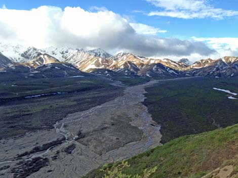 Denali birding