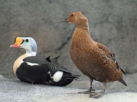 Seward Birding