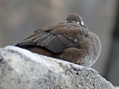 Seward Birding