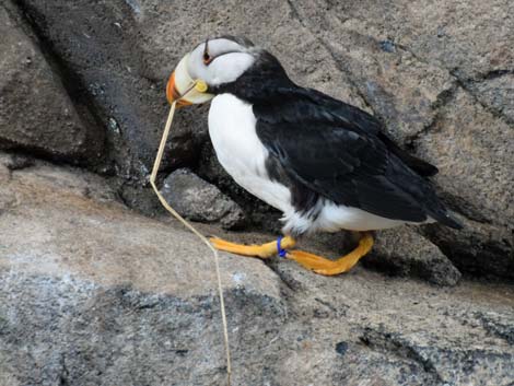 Seward Birding