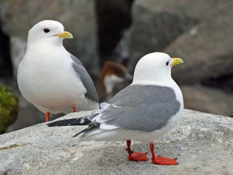 Seward Birding