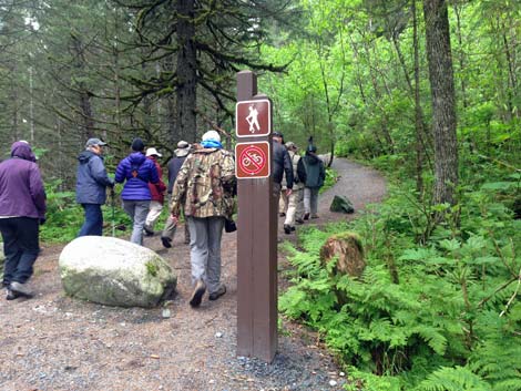 Alaska Birding