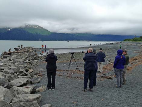 Seward Birding