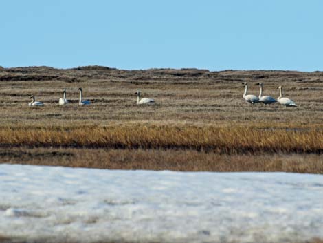 Barrow birding