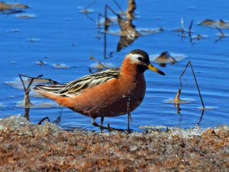 Barrow birding