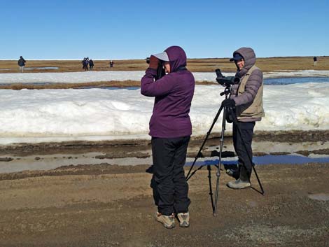 Barrow birding