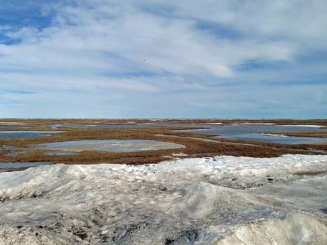 Barrow birding