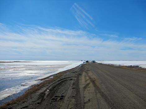 Barrow birding