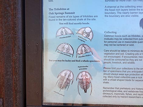 Oak Springs Trilobite Site