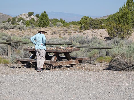 Oak Springs Trilobite Site