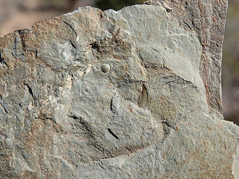 Oak Springs Trilobite Site