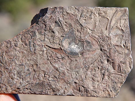 Oak Springs Trilobite Site