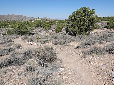 Oak Springs Trilobite Site