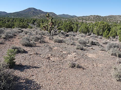 Oak Springs Trilobite Site