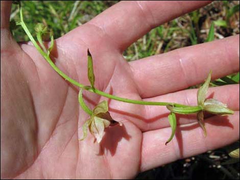 Stream Orchid (Epipactus gigantea)