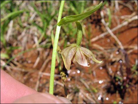 Stream Orchid (Epipactus gigantea)