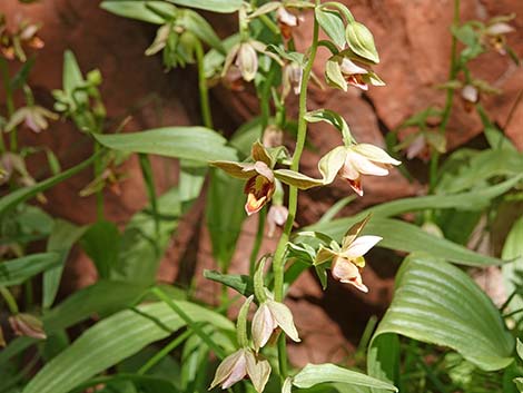 Stream Orchid (Epipactus gigantea)