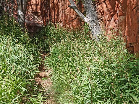 Stream Orchid (Epipactus gigantea)