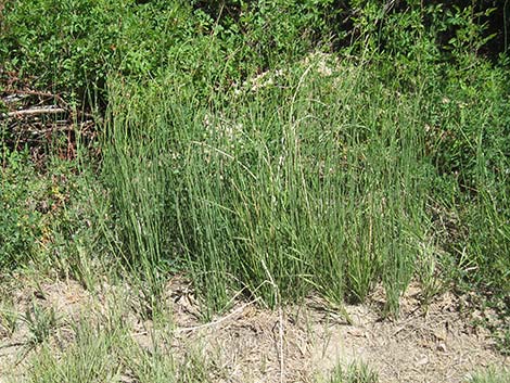 Smooth Horsetail (Equisetum laevigatum)