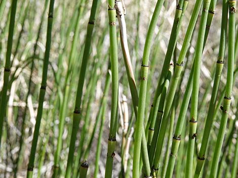 Smooth Horsetail (Equisetum laevigatum)