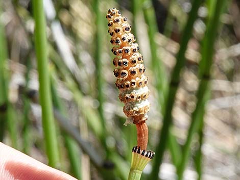 Smooth Horsetail (Equisetum laevigatum)