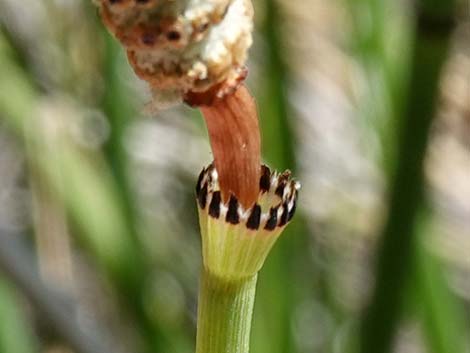 Smooth Horsetail (Equisetum laevigatum)