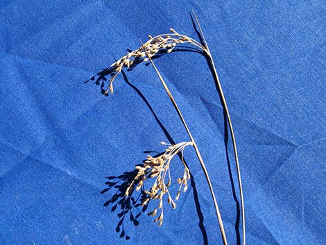 Rushes (Juncus)